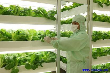 北方冬季室内种植蔬菜的基本技术