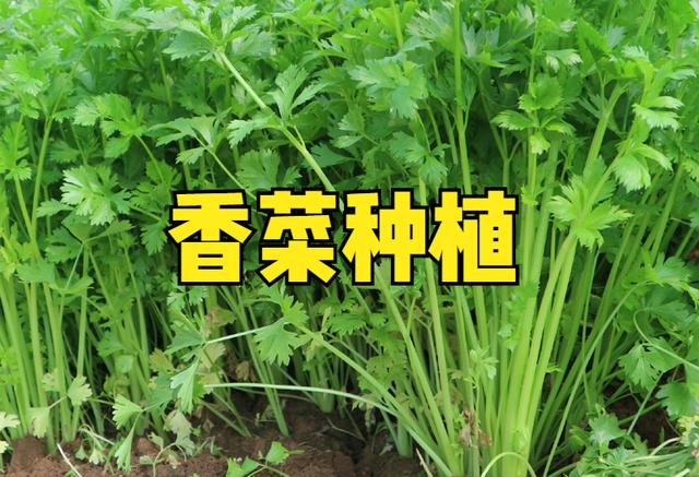反季节香菜种植技术(夏季香菜怎么种植容易发芽)