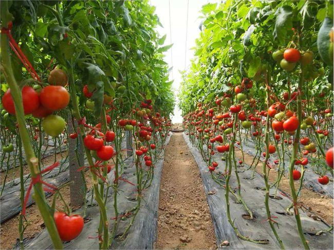 夏季温室大棚番茄种植与管理