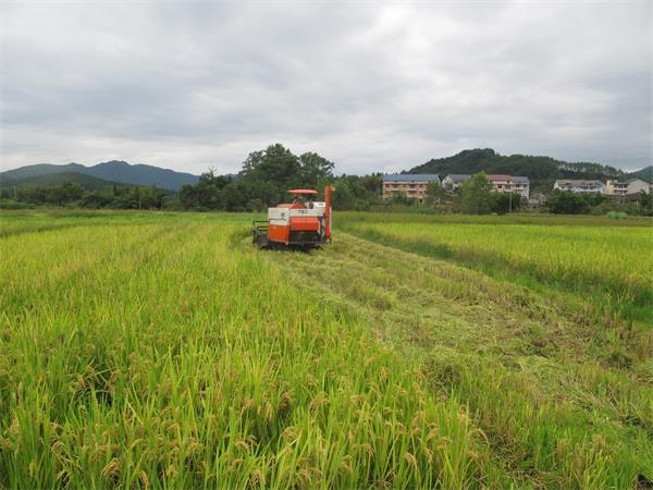 再生稻的种植技术