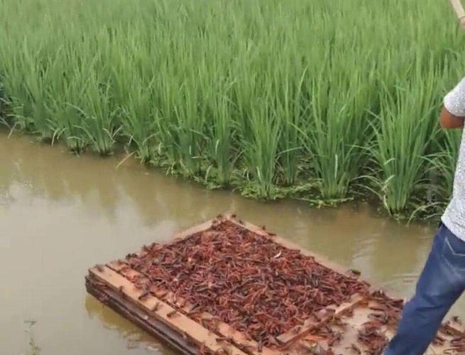 稻田怎样养殖小龙虾技术