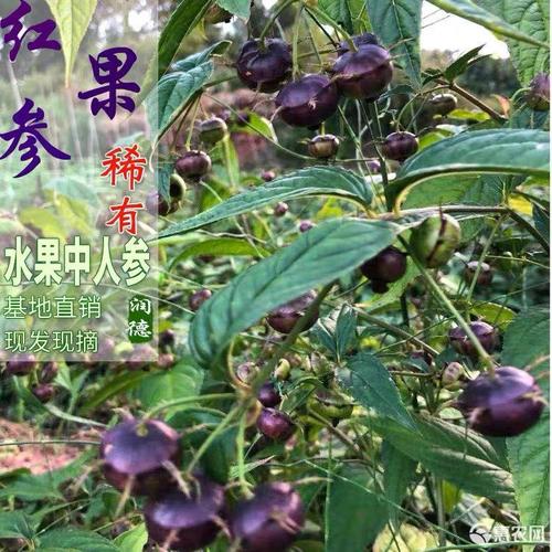 红参果生长环境及栽培技术(红参果种植气候条件)