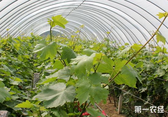 黑龙江大棚葡萄种植技术(庭院葡萄种植技术)
