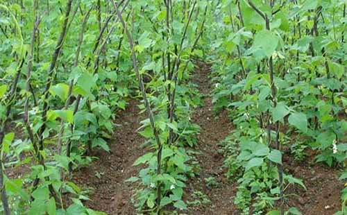 露地四季豆种植技术