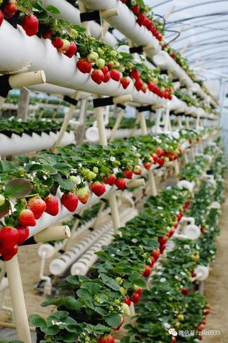 草莓基质苗怎么种植