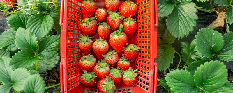 家庭草莓种植方法(家庭种植草莓盆栽的方法及管理要点)
