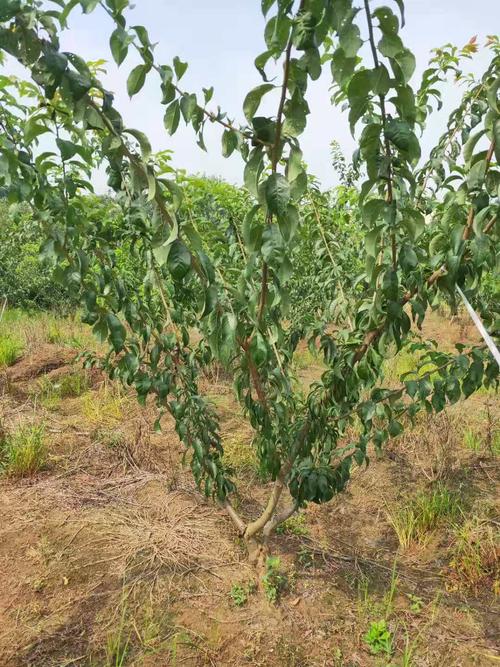 种植李子树的方法和管理