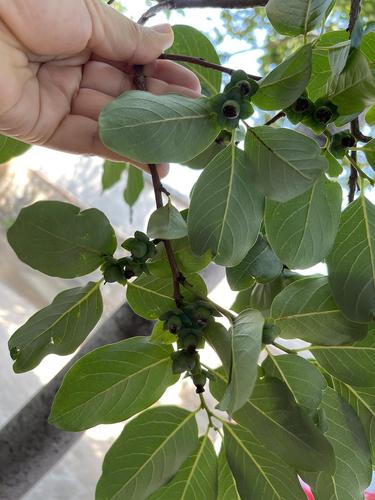 黑枣树种植技术