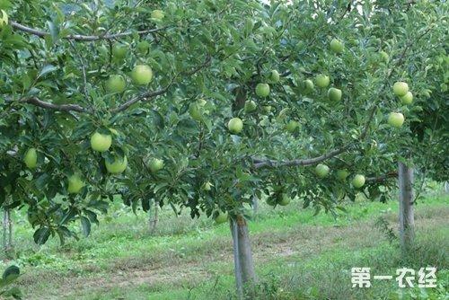 青苹果怎么养殖