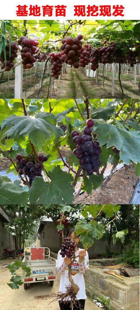 北方葡萄种植技术与管理