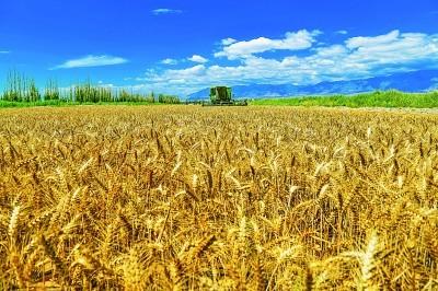 新疆小麦种植技术