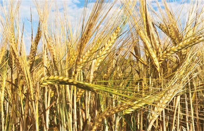 大麦种植方法与产量