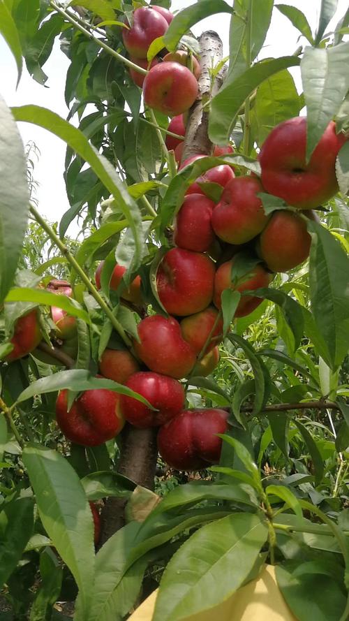油桃树的种植方法和管理