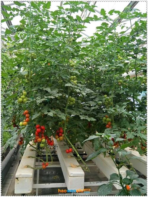 水培西红柿种植技术(水培西红柿种植技术和管理)