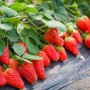 草莓苗该如何定植和管理(草莓苗枯萎了该怎么办)
